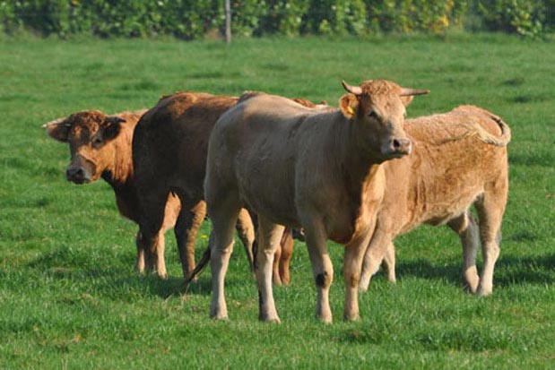 herfst Collectief Economisch Samen Een Koe Kopen, Koop Een Koe, duurzaam, vleespakket Bestellen