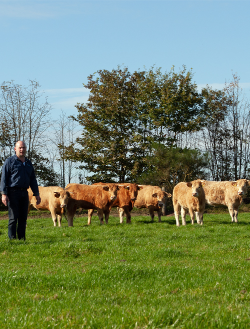 herfst Collectief Economisch Samen Een Koe Kopen, Koop Een Koe, duurzaam, vleespakket Bestellen